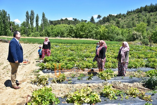 Akhisar Belediyesi Destekledi, Kadın Çiftçiler Çilek Üretti 