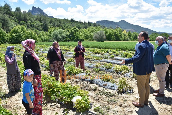 Akhisar Belediyesi Destekledi, Kadın Çiftçiler Çilek Üretti 
