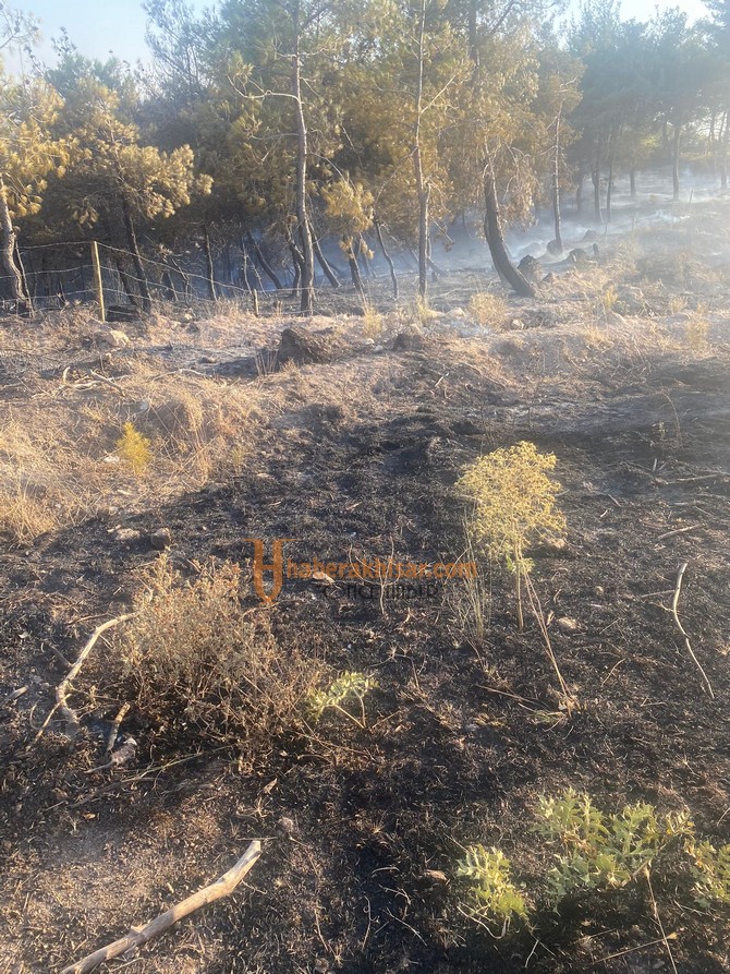 Selçikli Mahallesindeki Orman Yangını Kontrol Altına Alındı