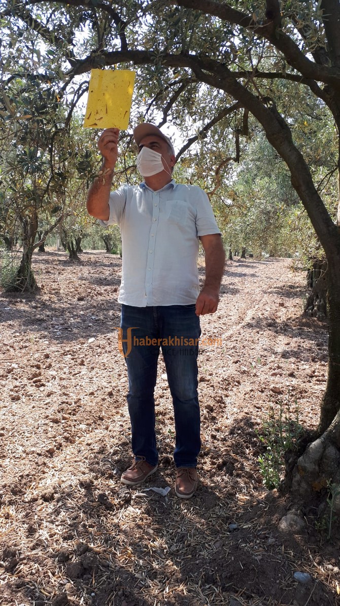 Akhisar İlçe Tarım Müdürlüğü’nden Zeytin Kabuklu Biti Uyarısı