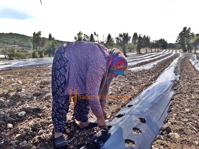 Akhisar Belediyesi’nden Kadın Çiftçilere Büyük Destek
