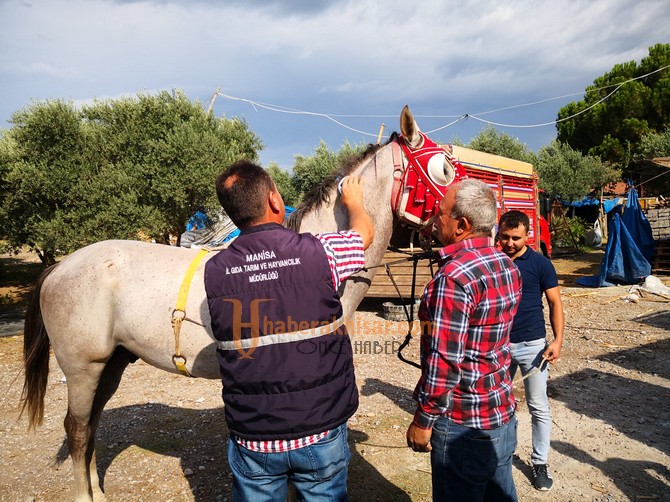 Atlar Kayıt Altına Alınıp Kimlik Belgesi Düzenleniyor