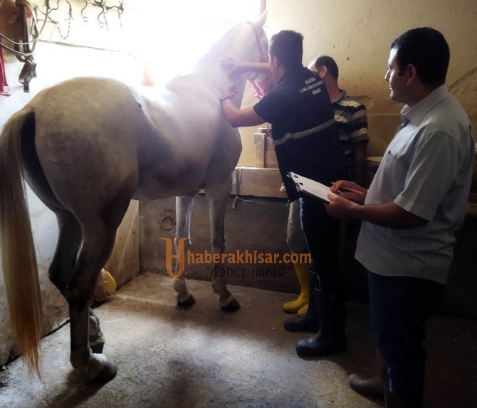 Atlar Kayıt Altına Alınıp Kimlik Belgesi Düzenleniyor