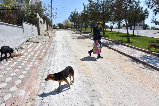 Akhisar Belediyesi Sokağa Çıkma Yasağında Sahipsiz Hayvanları Unutmadı