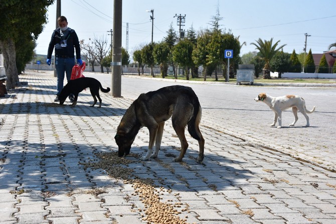Akhisar Belediyesi Sokağa Çıkma Yasağında Sahipsiz Hayvanları Unutmadı