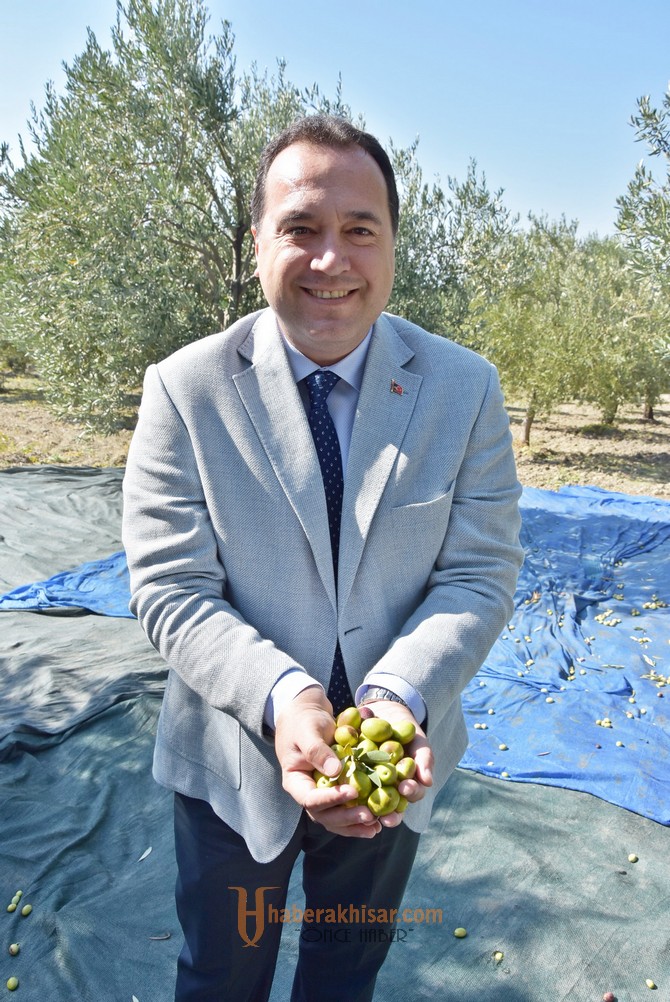 Başkan Dutlulu, halkla birlikte zeytin topladı