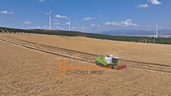 Akhisar Belediyesi 400 Dönümlük Arazisinde Buğday Hasadına Başladı