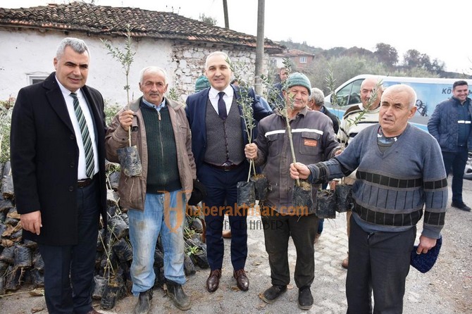 Yangında Zarar Gören Üreticilere Zeytin Fidanları Dağıtıldı