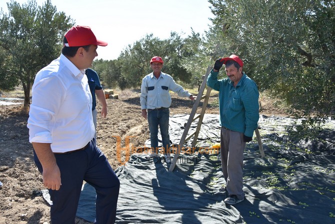 Başkan Dutlulu, Belediyeye Ait Arazilerde Zeytin Hasadı Yaptı