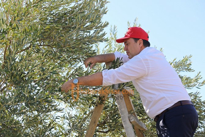 Başkan Dutlulu, Belediyeye Ait Arazilerde Zeytin Hasadı Yaptı