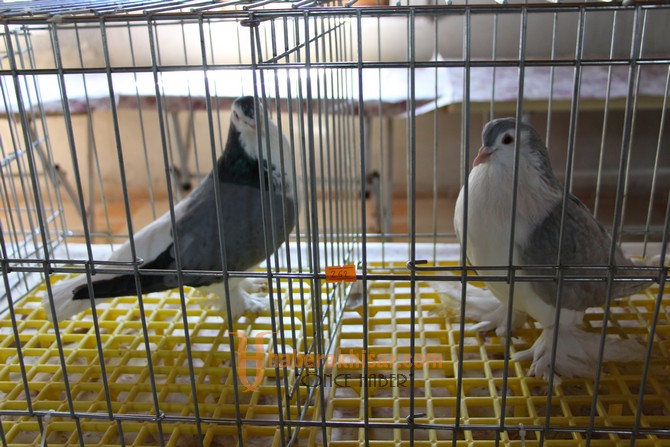 En Güzel Güvercinler Akhisar’da Şeçildi
