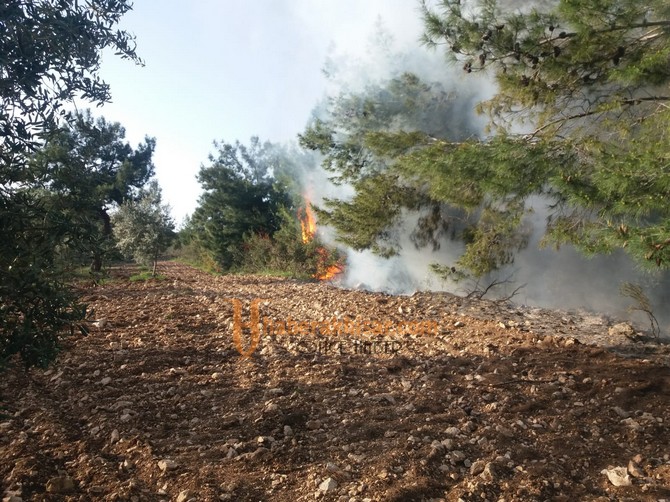 Akhisar’da Ormanlık ve Zeytinlik Alandaki Yangına Müdahale