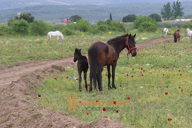 Akhisar’da ilk kez At Panayırı düzenleniyor