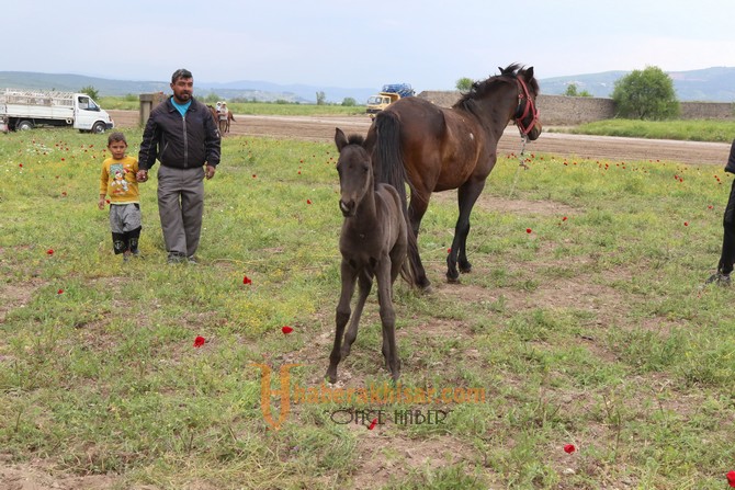 Akhisar’da ilk kez At Panayırı düzenleniyor