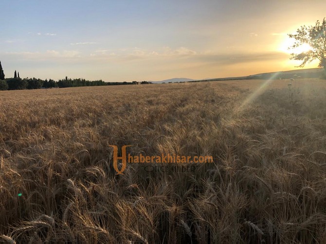 Buğday Üretiminin Her Aşamasında İlçe Tarım Var