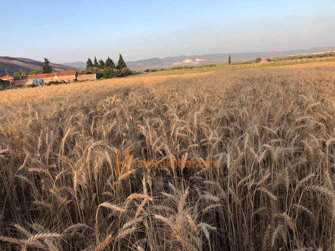 Buğday Üretiminin Her Aşamasında İlçe Tarım Var