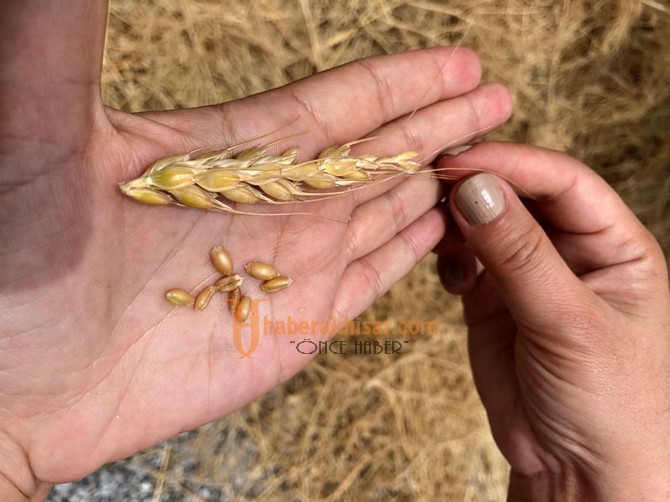 Buğday Hasadı Devam Ediyor