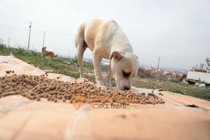 Akhisar Belediyesi Sokak Hayvanlarını Unutmuyor