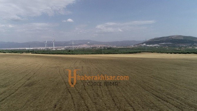 Akhisar Belediyesi Boş Arsalara Buğday Ekti, Un Yapıp Vatandaşa Bedava Dağıttı
