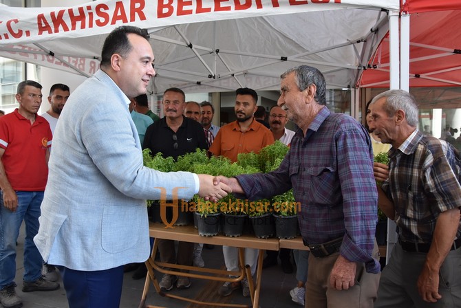Akhisar Belediyesi Kendi Yetiştirdiği 5 Bin Fesleğeni Halka Dağıttı
